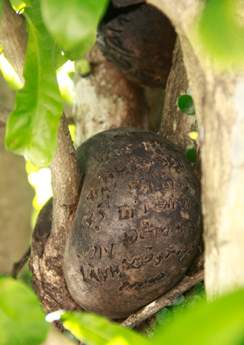 Nhiều[-]trái[-]đào[-]hết[-]nhựa[-]sống[-]bị[-]héo[-]ngay[-]trên[-]thân[-]cây[-]nhưng[-]vẫn[-]hằn[-]hàng[-]chục[-]lời[-]nguyên[-]xin[-]lên[-]trên[-]mình.